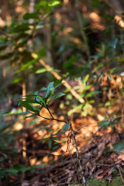 Hong Kong 'daki bitkilerin doğası böyle.