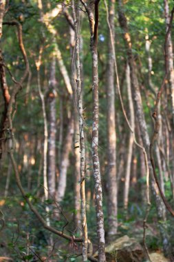Doğadaki büyük ağaç.