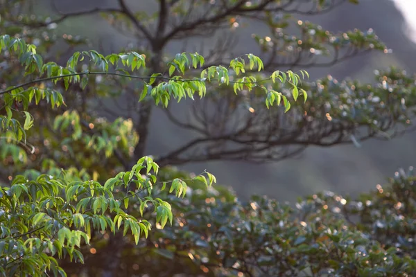 Naturaleza Del Paisaje Las Plantas Hong Kong — Foto de Stock