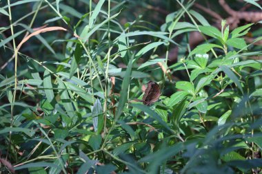 Kelebek Çiçekte, doğa arka planda