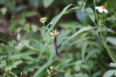 Kelebek Çiçekte, doğa arka planda