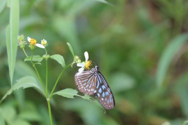 Kelebek Çiçekte, doğa arka planda