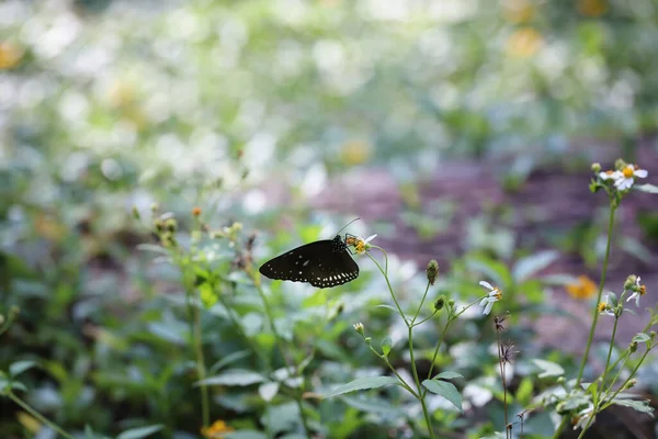 Papillon Sur Une Fleur Fond Nature — Photo