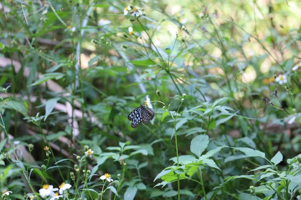 Butterfly Flower Natuur Achtergrond — Stockfoto