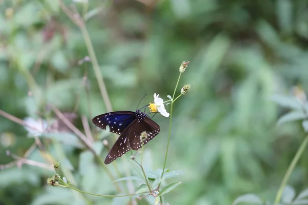 Papillon Sur Une Fleur Fond Nature — Photo