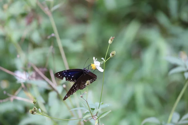 Fjäril Blomma Natur Bakgrund — Stockfoto