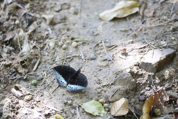 Mariposa Una Flor Fondo Naturaleza — Foto de Stock