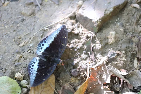 Mariposa Una Flor Fondo Naturaleza — Foto de Stock