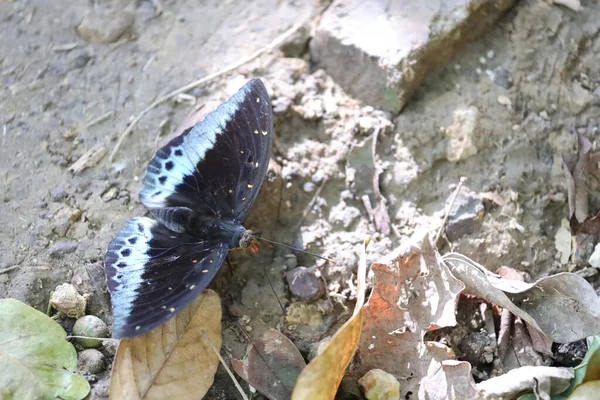 Borboleta Uma Flor Natureza Back Ground — Fotografia de Stock