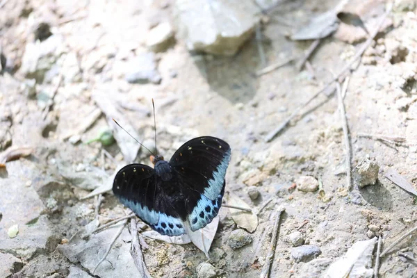 Schmetterling Auf Einer Blume Natur Hintergrund — Stockfoto