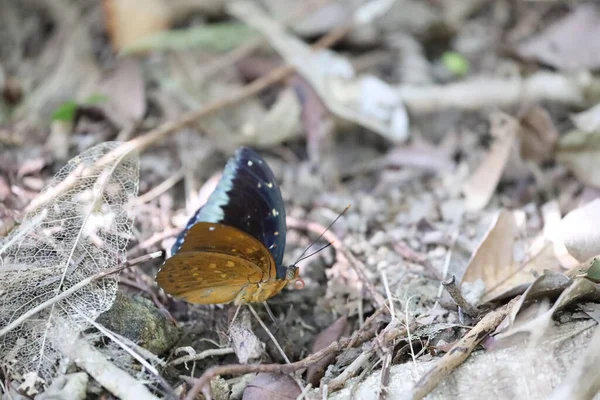 Mariposa Una Flor Fondo Naturaleza — Foto de Stock