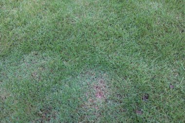 Yeşil çimlerin gündüz görünümü doğal dokuları gösteriyor 