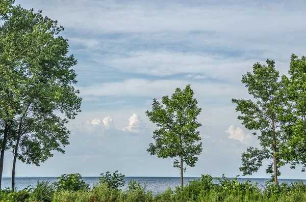 Quatro Árvores Borda Lago Michigan Com Nuvens Interessantes — Fotografia de Stock