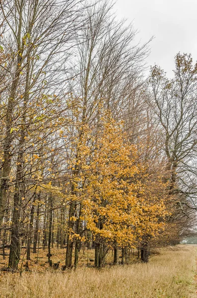 Kilka Żółty Pomarańczowy Liści Wiszące Listopadzie Michigan — Zdjęcie stockowe