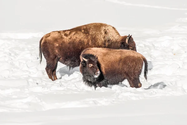 Dospělí a mladiství Bison ve sněhu — Stock fotografie