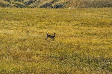 Beyaz kuyruklu geyik (odocoileus virginianus)