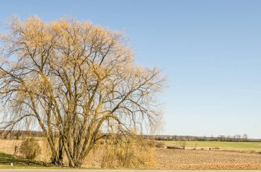 Eski Ağaçta Yeni Sarı Dallar