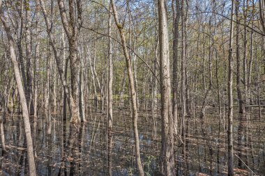 Yansımalar ve Çizgiler