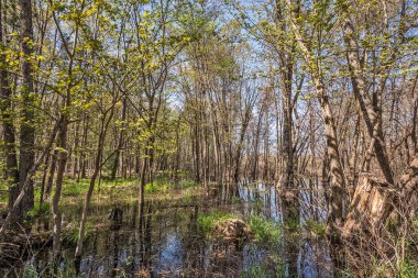 Sakin Su Yansımaları
