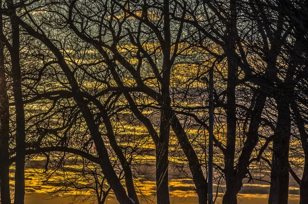 Beautiful Sunset Behind Bare Trees — Stock Photo, Image