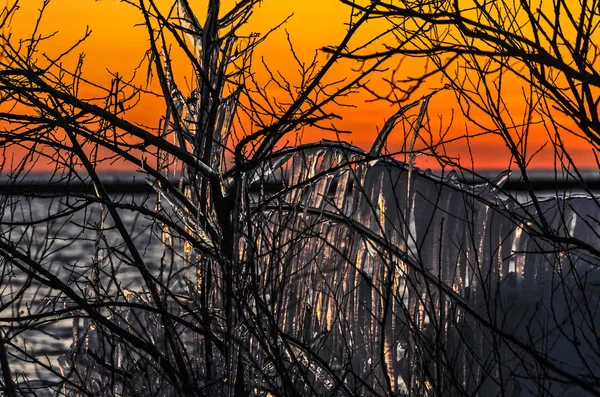 Tramonto Sul Lago Michigan Illuminando Ghiaccioli Sugli Alberi Spogli — Foto Stock
