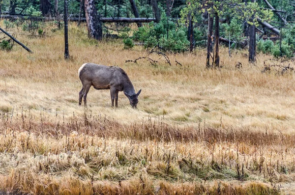 Pasoucí se krávy Elk — Stock fotografie