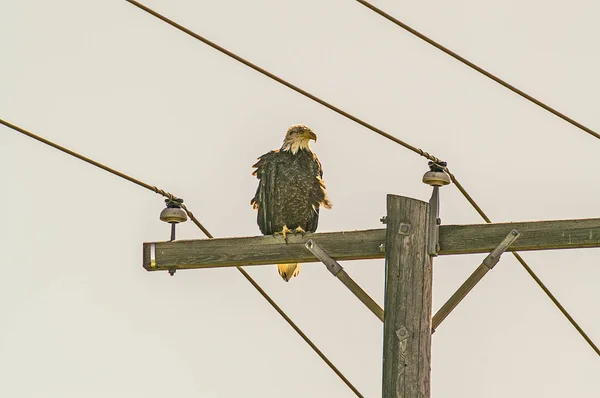 Лысый орел (Haliaeetus leucocephalus: — стоковое фото