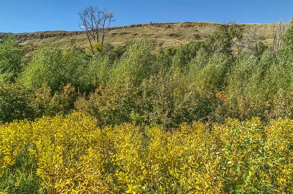 Giallo e verde con un cielo blu brillante — Foto Stock