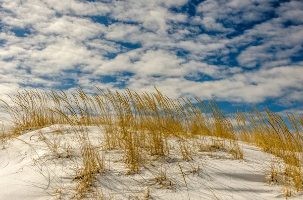 Duna de areia coberta com neve e grama dourada — Fotografia de Stock