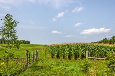 Güneşli bir öğleden sonra Mısır sapları