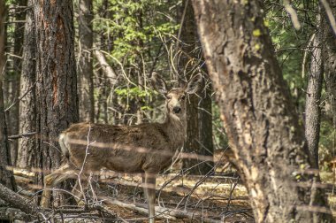 Odocoileus hemionus (Katır Geyiği) Ormanda Doe