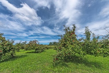 Yaz Sonunda Parlak Kırmızı Elmalar
