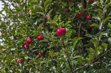 Ağaçta Parlak Kırmızı Elmalar