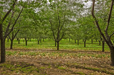 Çok Yeşil Ağaçlar