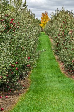 Elma Ağaçları Arasında
