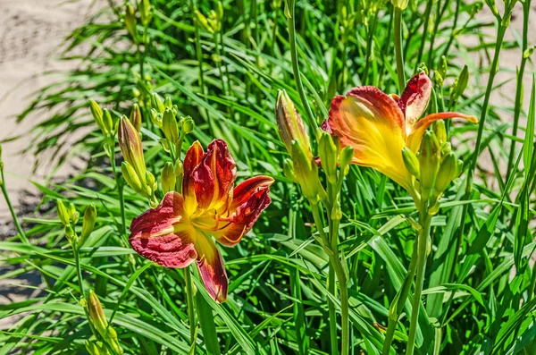 Lys rouges et jaunes — Photo