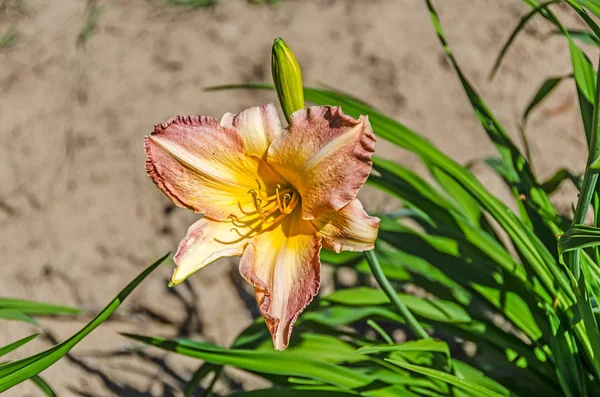 Mükemmel gün Lily — Stok fotoğraf