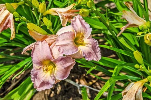 Bereket lilyum getiren — Stok fotoğraf