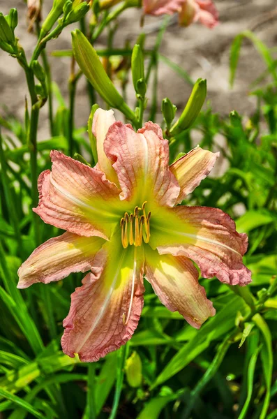 Day Lily Blossom en été — Photo