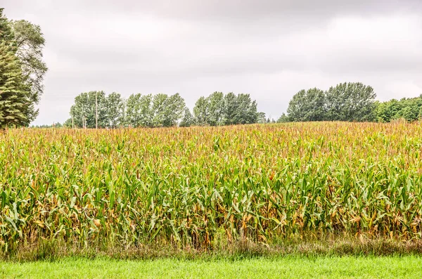 Grande campo de milho — Fotografia de Stock