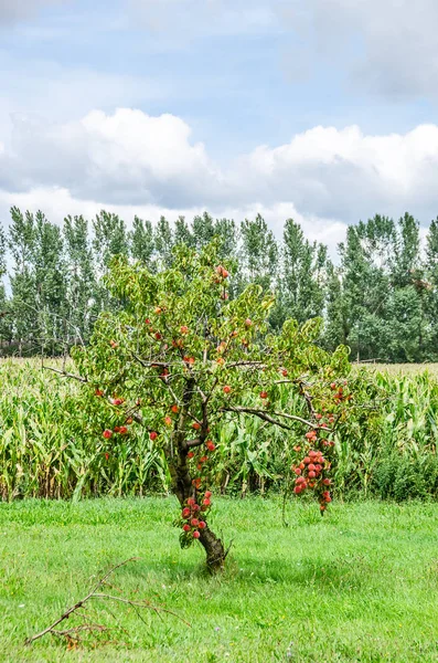 Árvore de maçã única — Fotografia de Stock