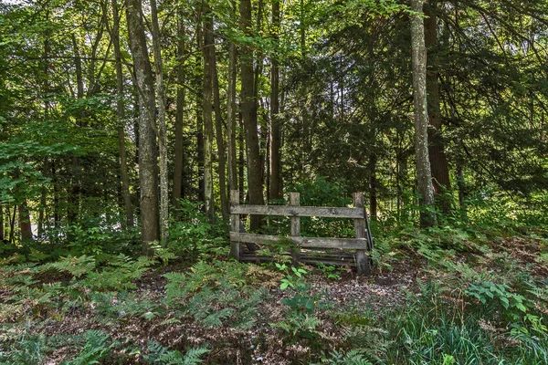 森林中的木栅栏 — 图库照片