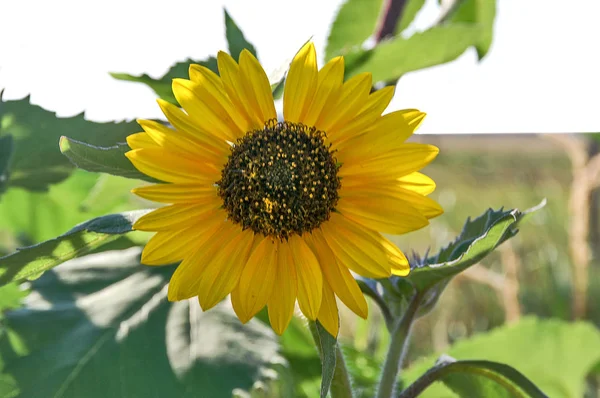 Hinterleuchtete Sonnenblume — Stockfoto