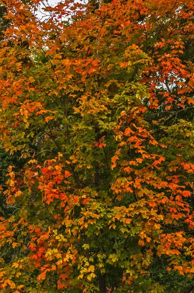 鮮やかな秋の色のカエデの木 — ストック写真