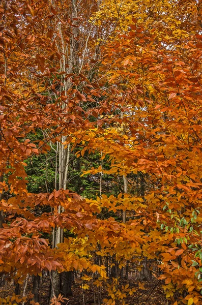 Árvores caducas e perenes mostrando suas cores — Fotografia de Stock