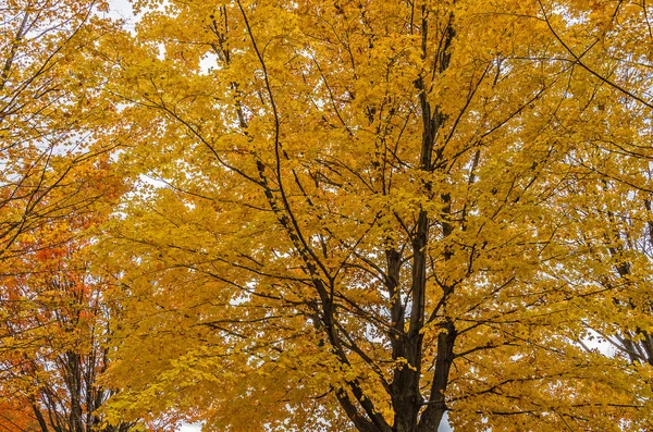 Gele en oranje esdoorn bladeren in een park — Stockfoto