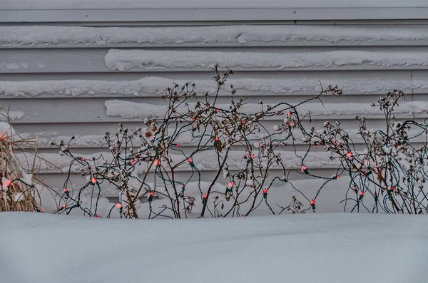 Små röda lampor pryder nakna buskar — Stockfoto
