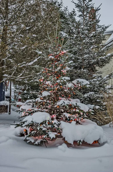 Utomhus julgran med snö — Stockfoto