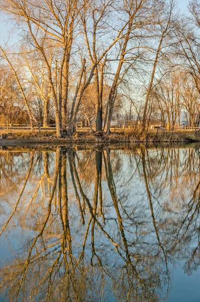 Reflejos de árboles desnudos en un lago — Foto de Stock