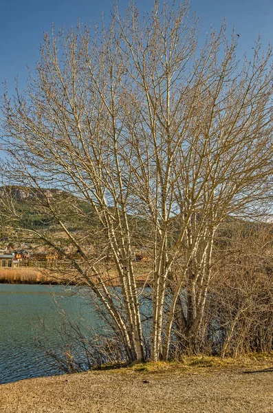 裸の木の後ろに隠れているヘレナ山 — ストック写真